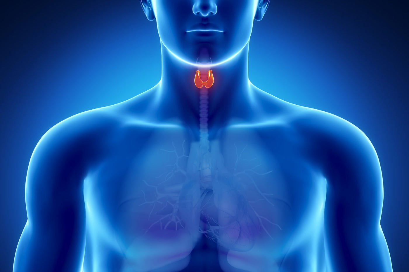 Thyroid 101